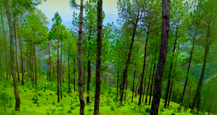 we are offering 6 night 7 days yoga retreat program at hill station